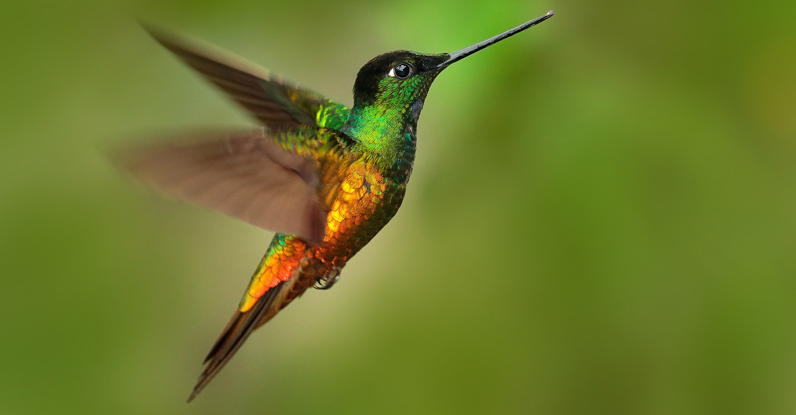 Hummingbirds Deluge Block EU Green Pass